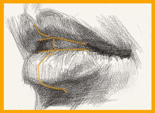 頭像素描五官中嘴唇技法教學(xué)