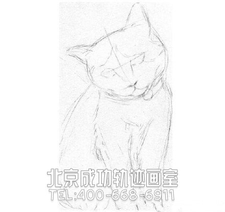 貓?jiān)趺串?貓的素描教程