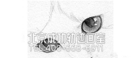貓?jiān)趺串?貓的素描教程