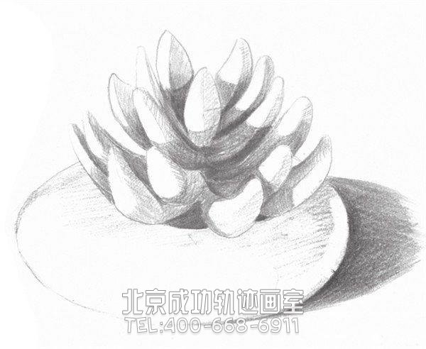 素描多肉植物畫(huà)法教程