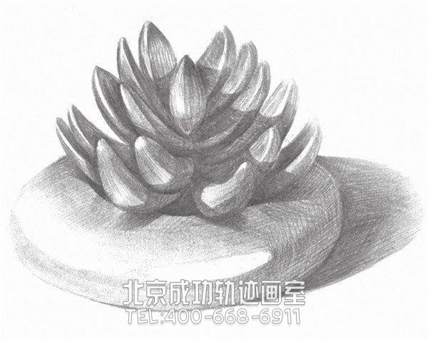 素描多肉植物畫(huà)法教程
