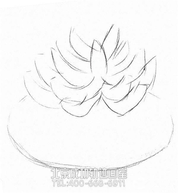素描多肉植物畫(huà)法教程