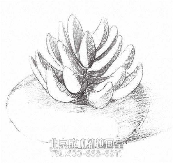 素描多肉植物畫(huà)法教程
