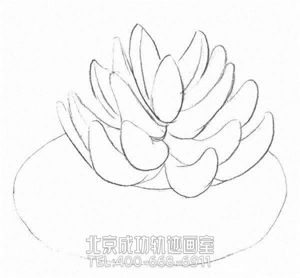 素描多肉植物畫(huà)法教程